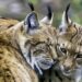 The Lynx in Poland is Thriving