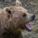 Niedźwiedź zabił człowieka w Bułgarii. Tragiczny atak w rejonie Bałkanów 9 W Bułgarii doszło do pierwszego od 16 lat śmiertelnego ataku niedźwiedzia na człowieka, a tragedia wywołała debatę o rosnącej liczbie drapieżników blisko ludzi.